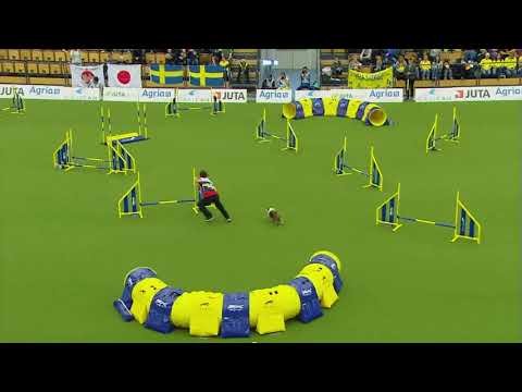 AWC 2018 Small Team Jumping