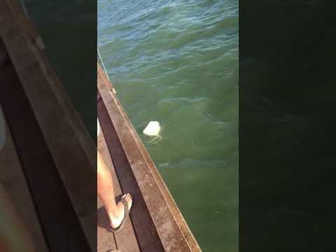 CATCHING HUGE STINGRAY IN FLORIDA! STINGRAY FISHING THE PIER