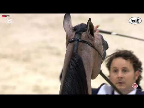 N 134 A  L  R  BURKAN   Dubai International Arabian Horse Championship 2021   Yearling Colts Class 9