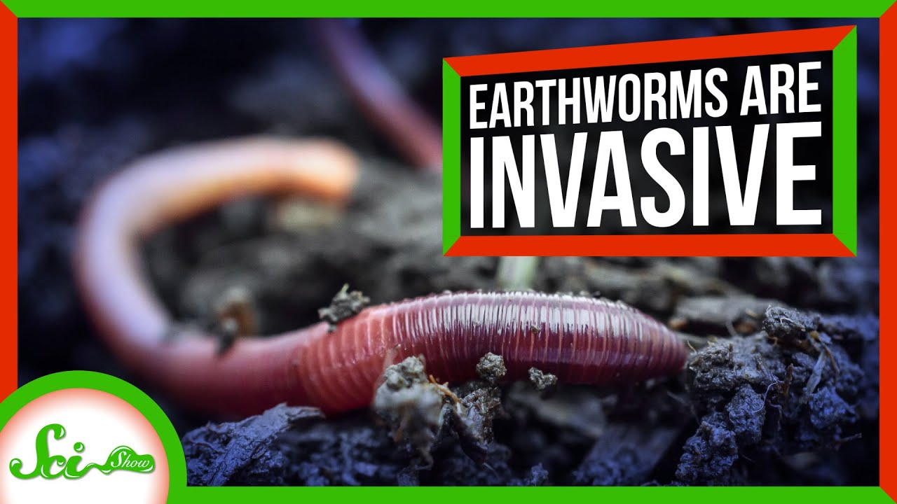 What earthworms are native to California?