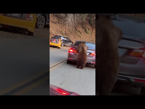 Bär klettert auf Auto