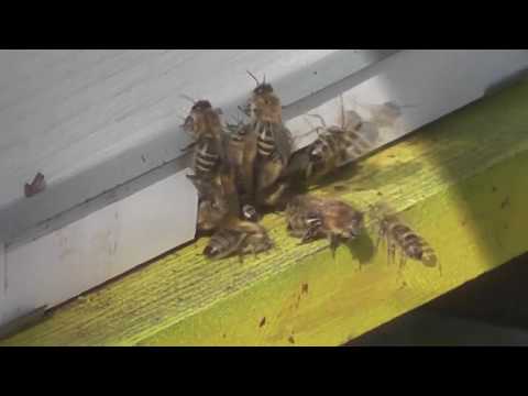 Pčelarstvo Unos peluda 02. 02. 2020.  (najviše pelud lijeske)