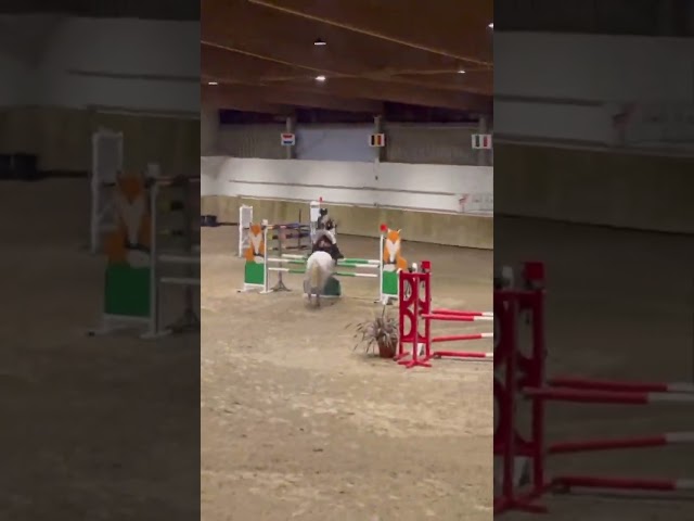 Ponette DSA, n&eacute;e en 2012, 144cm