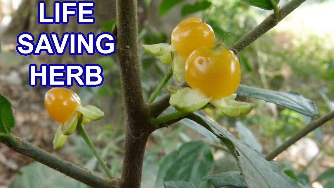 Amazing Life Saving Herbal Plant | Health Benefits of Streblus Asper - YouTube