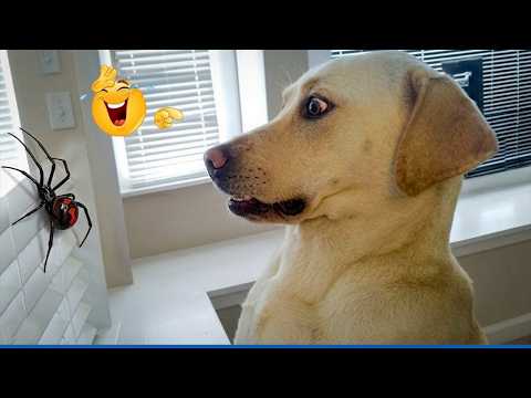 Try Not To Laugh Challenge 😂 Funniest Dog Reactions Ever!