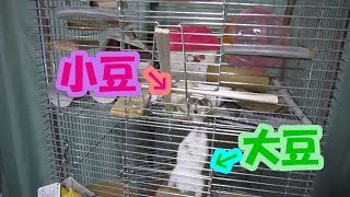 大豆(1F)と小豆(3F)