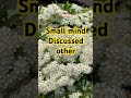 Small Mind Discussed Other People Motivation Shorts Trending Shortsfeed Viral Newshorts