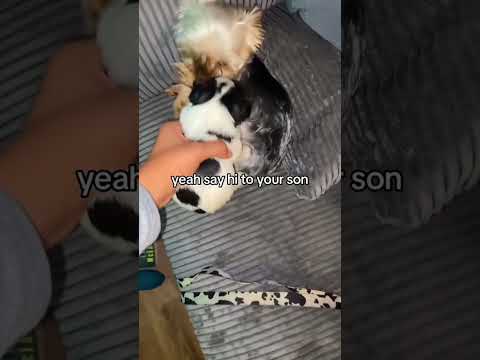 Funny and cute dogs compilation#funnydogs#cute#doglover#doglife#cure#dogshorts#pet#doglife#dogshorts