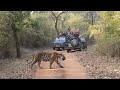 Bandhavgarh National Park The Land Of The Tiger 2 Tigress With Cubs Bandhavgarh Tiger Reserve