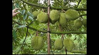 Do you want to experience coffee picking?#coffee