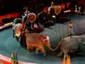 Circus