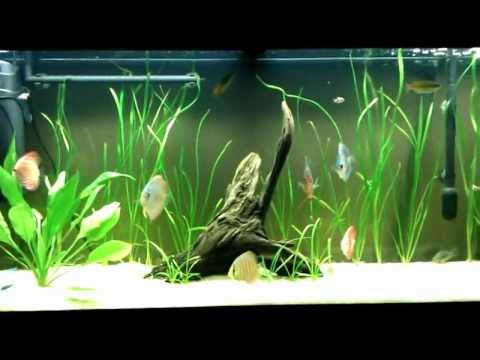 My Discus Fish Tank
