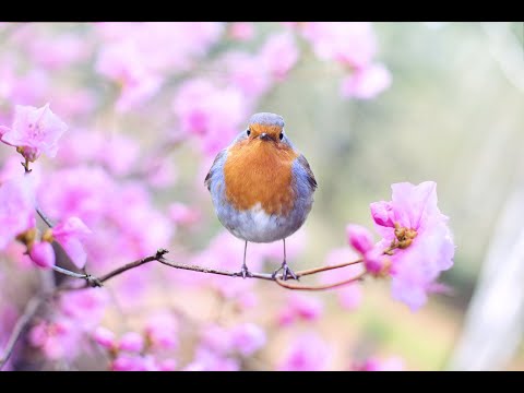 "Springtime Soundscape: A Relaxing Ambient Experience Amidst Blossoms"