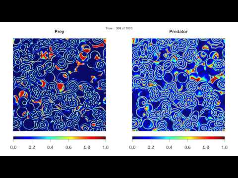 Spiral waves in a spatial predator-prey model