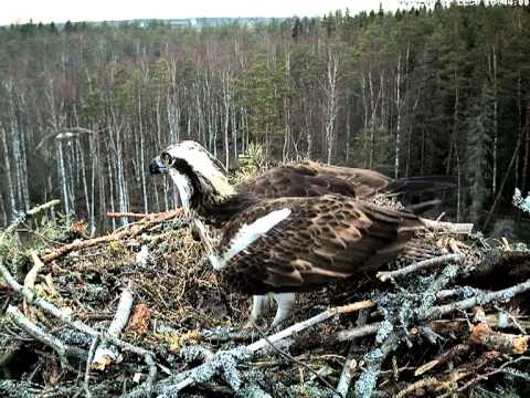 Osprey Nest 120427 18 - Fight not over yet