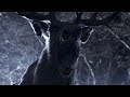 Bambi The Reckoning Movie Recap 2025 Deer On A Deadly Rampage Seeking Revenge For The Death
