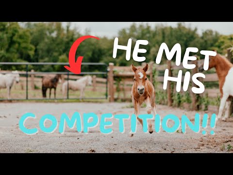 Baby Mini Horses Meet for the First Time | Squirt and George