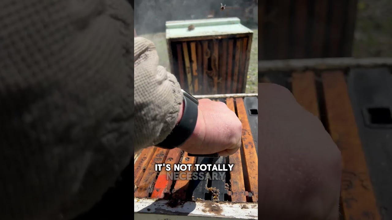 Watch me scrape this wax! #Beekeeping #Honeybees #WaxScraping #SatisfyingShorts #ShortsForYou