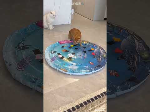 Кот испортил эту водяную кровать.