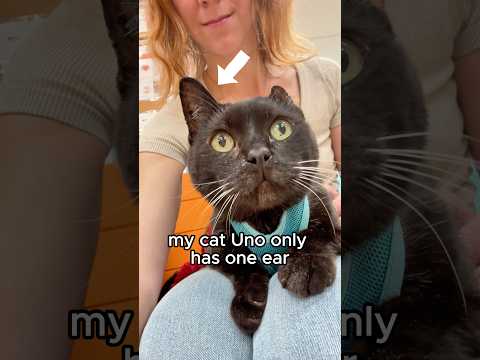 Proof that I will literally do anything to make my cat happy ❤️ #funny #vlog #catperson #funnycat