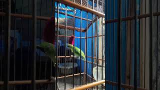 Download lagu Cucak hijau jember/ merubetiri suara hutan/ngalas #cucakhijau #cucakhijauindonesia #cucakijojember mp3 Download lagu Cucak hijau jember/ merubetiri suara hutan/ngalas #cucakhijau #cucakhijauindonesia #cucakijojember mp3