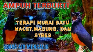 Download lagu Terapi Murai Batu Macet Bunyi, Murai Batu Mabung dan Stres 'AMPUH' mp3