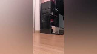 Predator Cat Attack