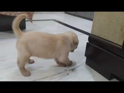 30 days old Labrador at home