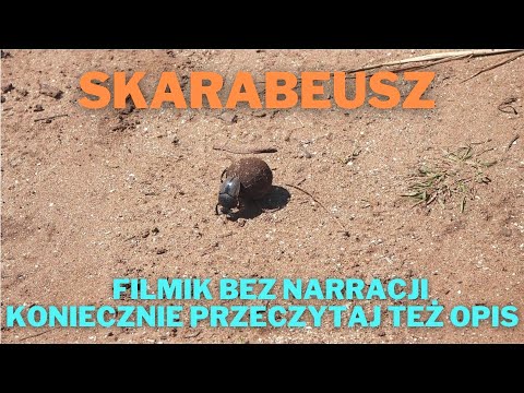 Skarabeusz