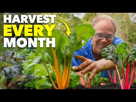 Tomato Growing Masterclass My Blueprint to Success Every Time