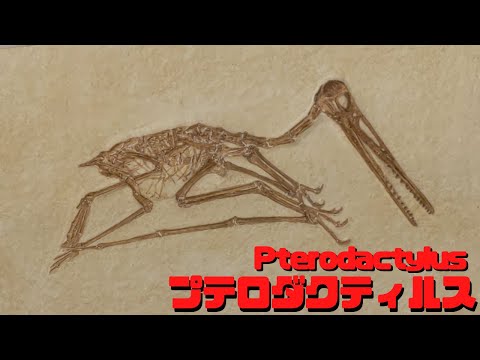 レプトダクティルス・ロドミスタクス