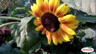 How To Identify Garden Insects (Slugs, Earwigs, Wasps)