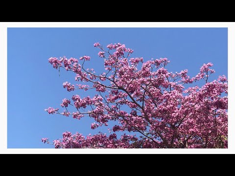 Apresias - Ambai ( Official Audio )