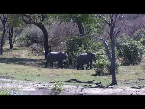Djuma: Two Elephant bulls sparring - 10:08 - 10/03/2023