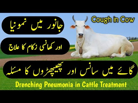 Drenching Pneumonia in Cattle Treatment | Janwar ma Zukam Khansi Ka Ilaj