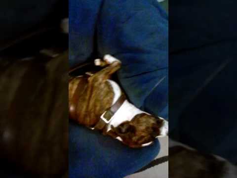 Harry roy and his orchesrta. Lulu's back in town 1935