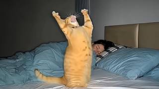 Cat Opens a 2AM Opera 😂 Funniest Cat Videos 2026