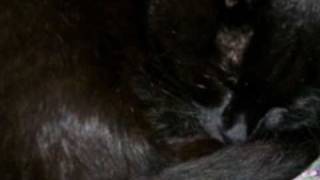 MARC BOLAN T REX - Life is Strange -Master Version+lyrics