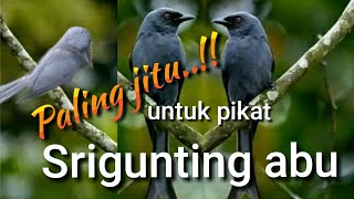 Download lagu Suara pikat Srigunting Abu Paling Jitu mp3 Download lagu Suara pikat Srigunting Abu Paling Jitu mp3