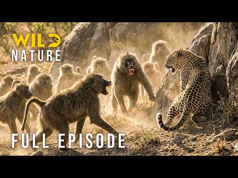 WILD RWANDA - Surviving Predator Jaws (Full Episode) | Nature animal documentary