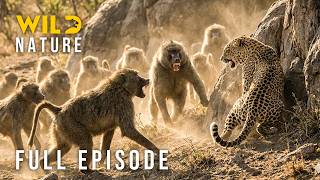 Download lagu WILD RWANDA - Surviving Predator Jaws (Full Episode) | Nature animal documentary mp3 Download lagu WILD RWANDA - Surviving Predator Jaws (Full Episode) | Nature animal documentary mp3