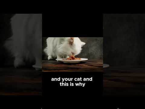 Carrageenan and Thickeners In Cat Food