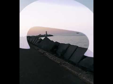 Wolfsbarsch IJmuiden Info