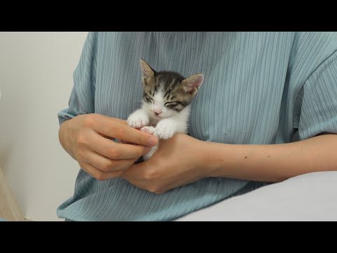What Do Kittens Do When They Love You?