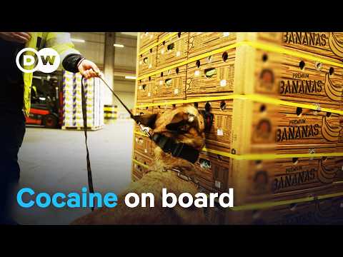 In the hands of the cocaine mafia - How European ports are being infiltrated | DW Documentary