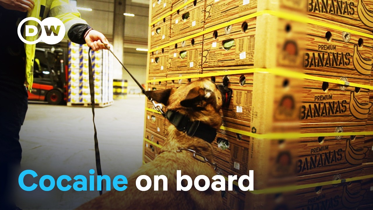 In the hands of the cocaine mafia - How European ports are being infiltrated | DW Documentary