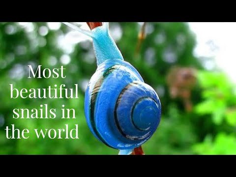 Most beautiful snails in the World | Beautiful Nature | Biologist