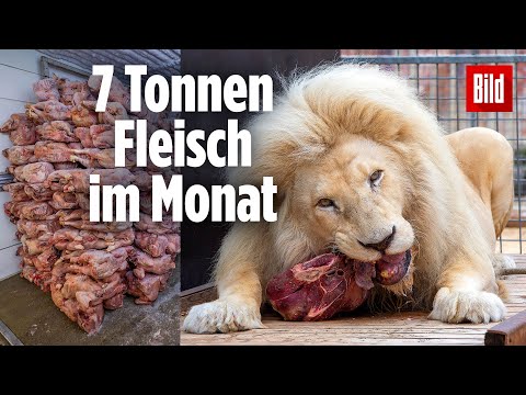, title : 'Fleisch für 20.000 Euro | Komm mit zur Löwen-Fütterung!'