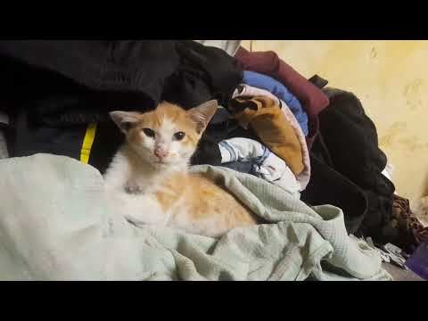 18.2.2024 video so sad 😞 🐈 cat(4)