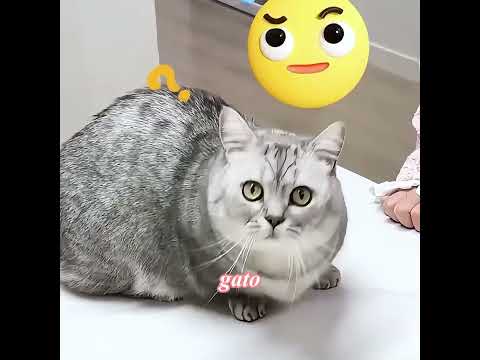 A este gatito le gustaba espiar a las chicas guapas cuando se duchaban. #pets #cute #funny #shorts